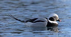 Long-tailed Duck