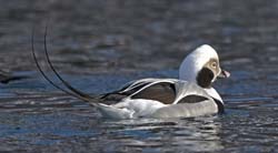 Long-tailed Duck