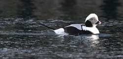 Long-tailed Duck
