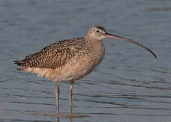 Long-billed Curlew Photo