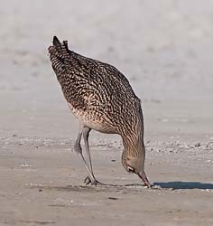 Long-billed Curlew Photo
