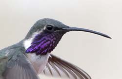 Lucifer Hummingbird 
