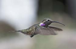 Lucifer Hummingbird 