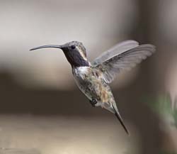 Lucifer Hummingbird 
