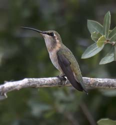 Lucifer Hummingbird 