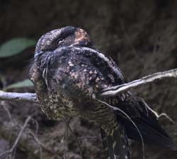Lyre-tailed Nightjar