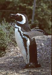 Magellanic Penguin Photo