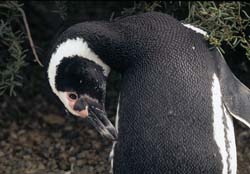 Magellanic Penguin Photo