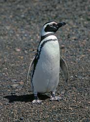 Magellanic Penguin Photo