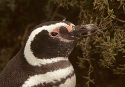 Magellanic Penguin Photo