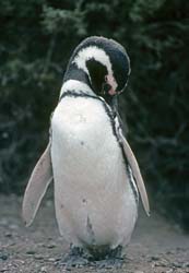 Magellanic Penguin Photo
