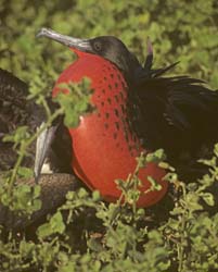 Magnificent Frigetbird Photo