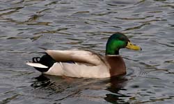 Mallard Photo