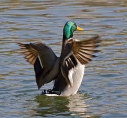 Mallard Photo