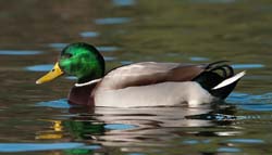 Mallard Photo