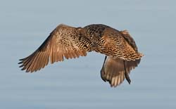 Marbled Godwit Photo