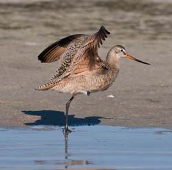 Marbled Godwit Photo