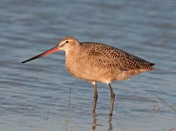 Marbled Godwit Photo