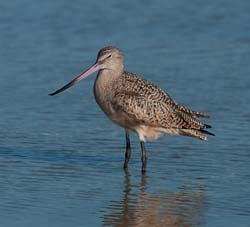 Marbled Godwit Photo