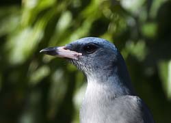 Mexican Jay Photo