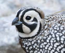 Montezuma Quail Photo
