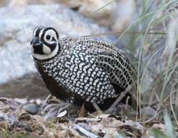Montezuma Quail Photo