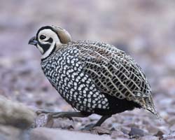 Montezuma Quail Photo