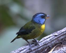 Moss-backed Tanager
