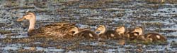 Mottled Duck Photo