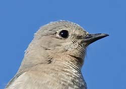 Mountain Bluebird Photo