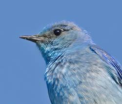 Mountain Bluebird Photo
