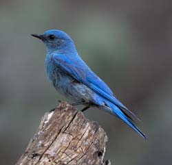 Mountain Bluebird Photo