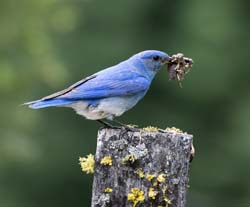 Mountain Bluebird Photo