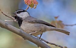 Mountain Chickadee Photo