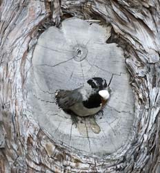 Mountain Chickadee Photo