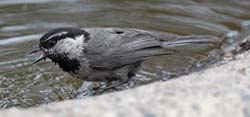 Mountain Chickadee Photo