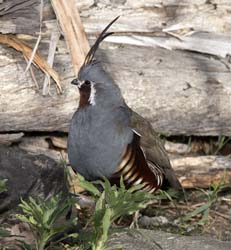 Mountain Quail Photo