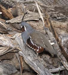 Mountain Quail Photo