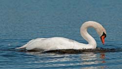 Mute Swan Photo