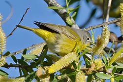 Nashville Warbler Photo