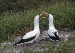 Nazca Booby Photo