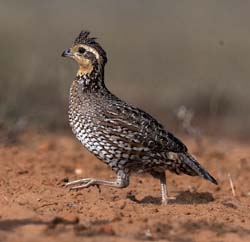 Northern Bobwhite
