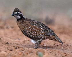 Northern Bobwhite