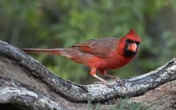 Northern Cardinal