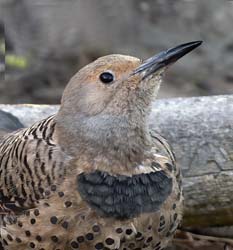 Northern Flicker Photo