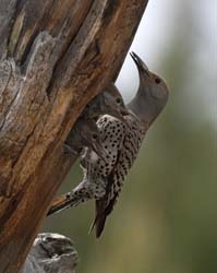 Northern Flicker Photo