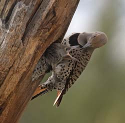 Northern Flicker Photo