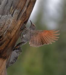 Northern Flicker Photo
