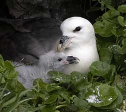 Northern Fulmar