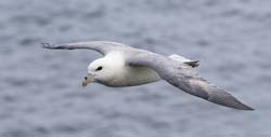 Northern Fulmar